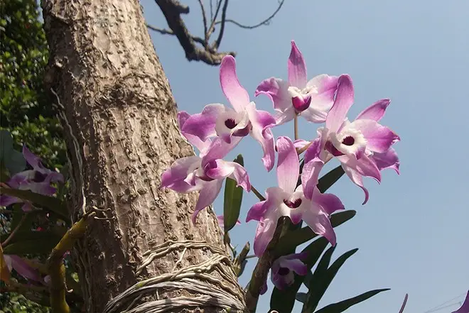 orquideas-epifitas