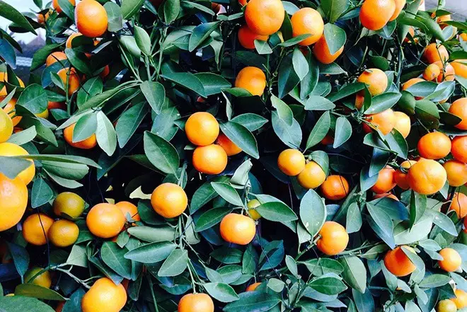 laranjas-citros
