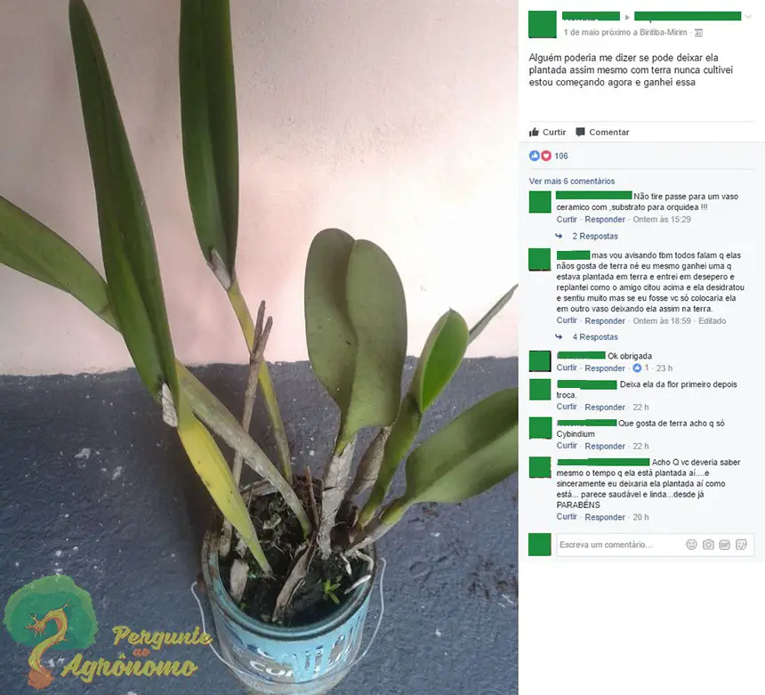comentarios orquideas facebook