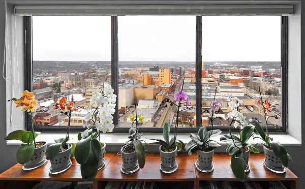 orquídeas apartamento