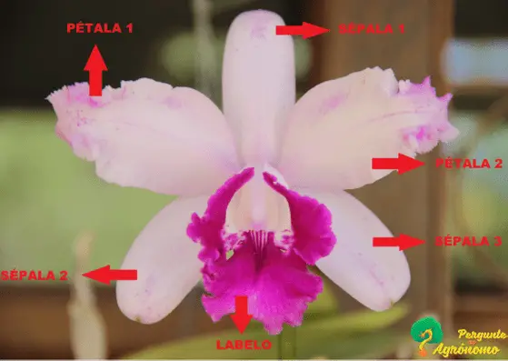orquídeas-partes