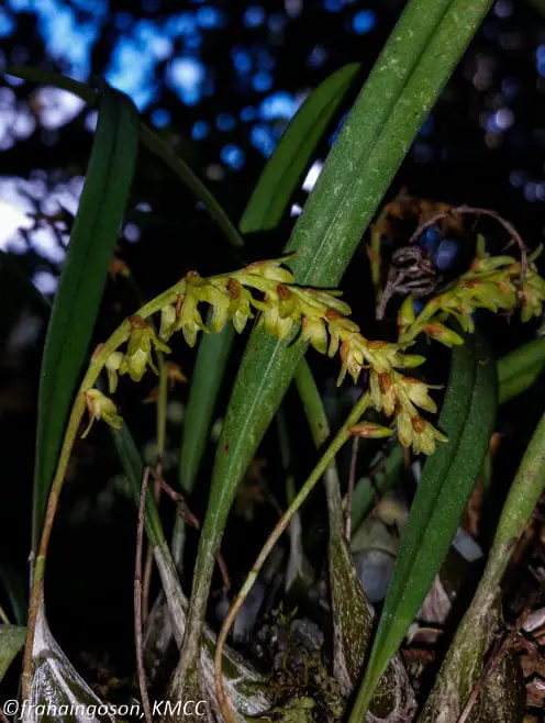 orquídea rara Bulbophyllum zaratananae