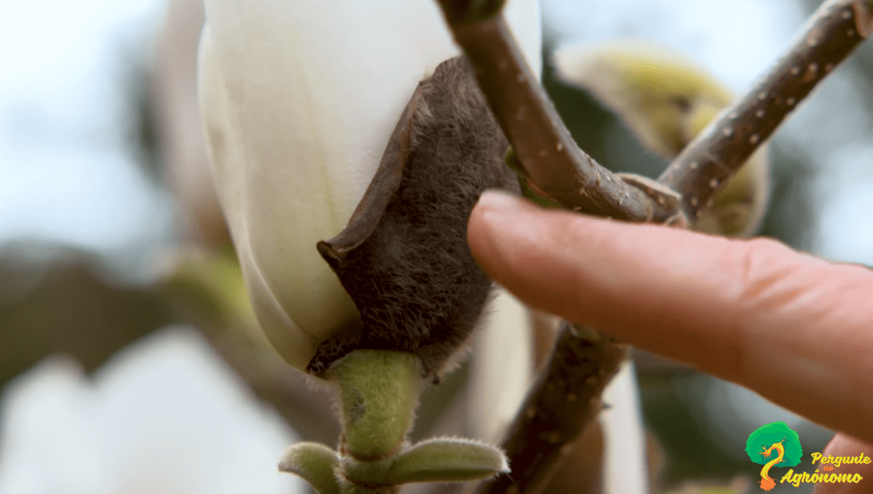 Como Cultivar Magnolia Liliflora Fatores Essenciais