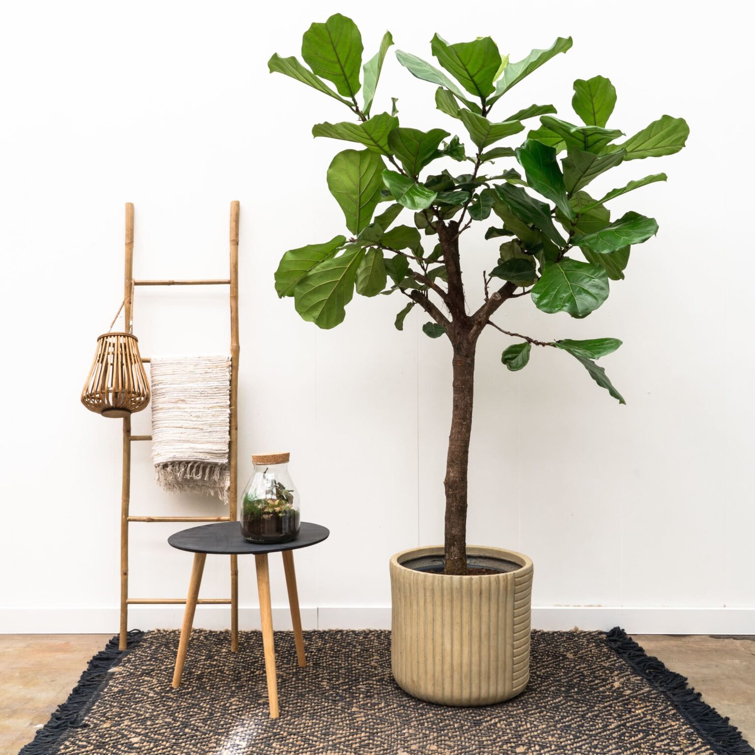 Ficus Lyrata Os Segredos Para Cultivar Sucesso