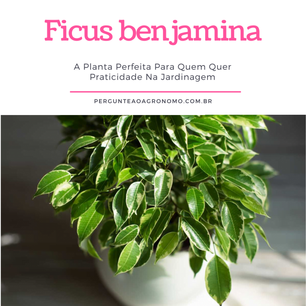 Ficus Benjamina A Planta Ideal Para Quem Quer Praticidade