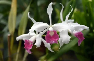 laelia purpurata carnea