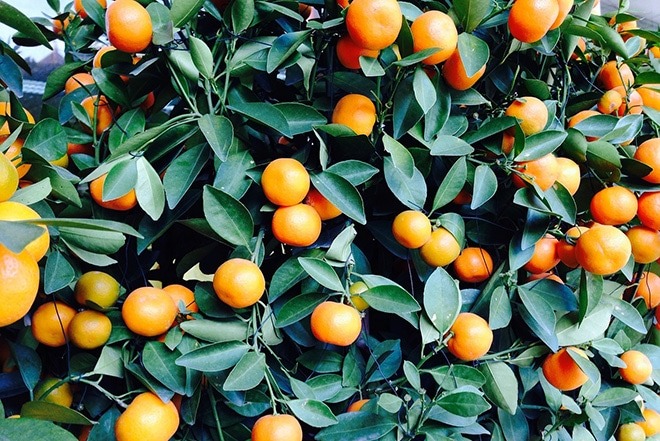 laranjas-citros