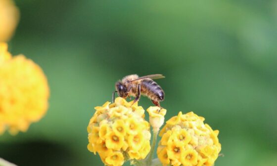 abelha comum na flor amarela