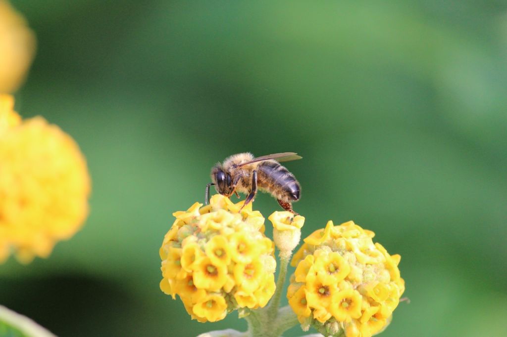 abelha comum na flor amarela