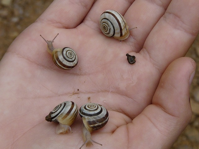 snail 642861 640