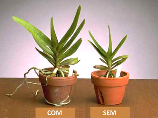plantas com e sem adubo para orquídeas