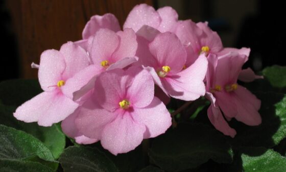 flores rosas de violetas