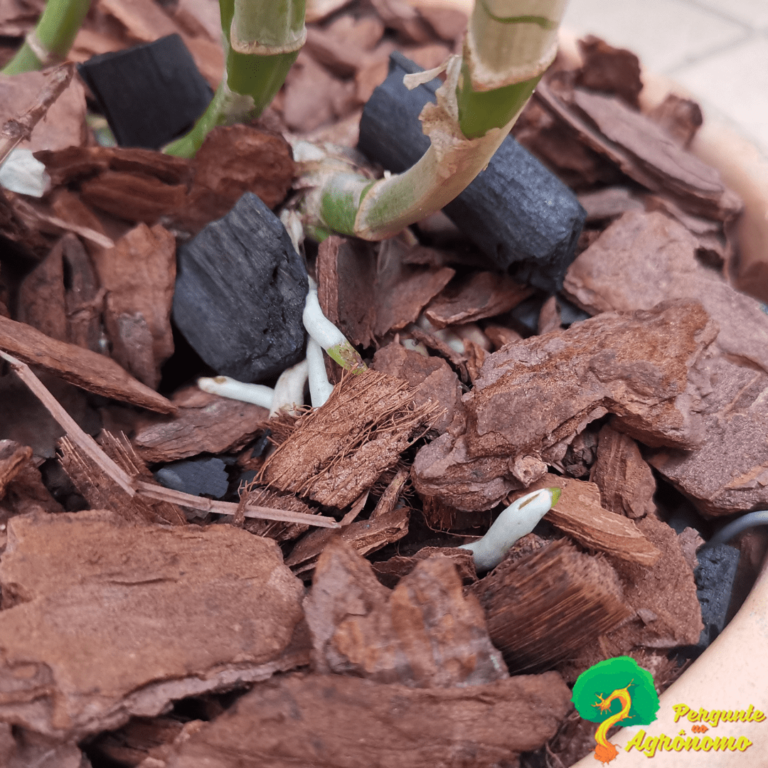 ADUBO PARA ORQUÍDEAS: CONHEÇA O MELHOR