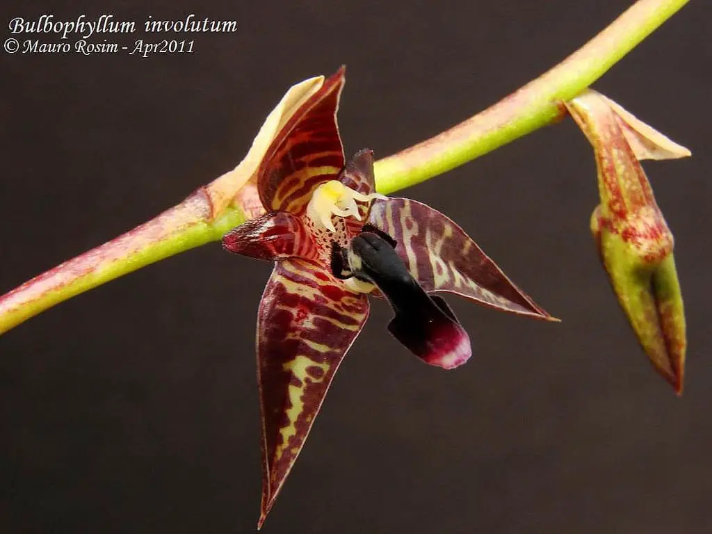 ﻿Bulbophyllum involutum