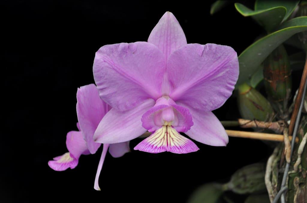 tipos de orquídeas cattleya nobilior