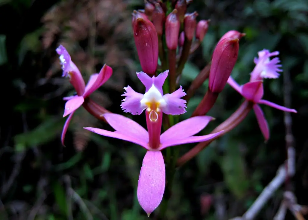 Epidendrum secundum 1