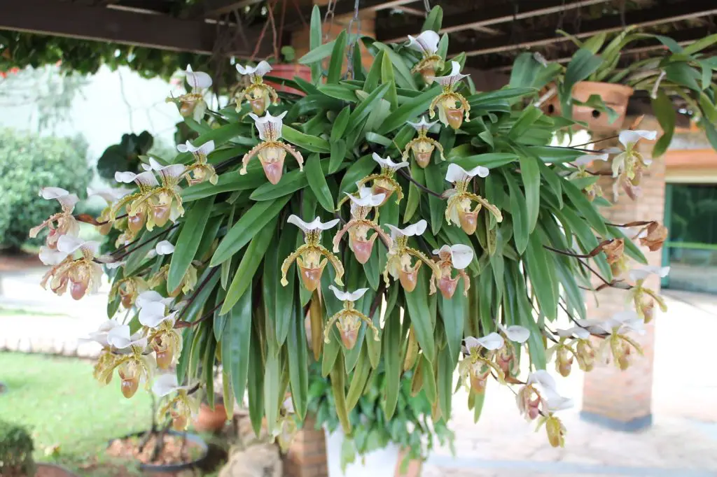 tipos orquídeas terrestres Paphiopedilum Leeanum