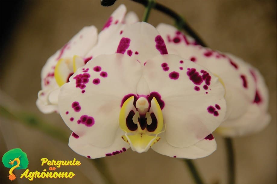 tipos de orquídeas Phalaenopsis Ever Spring Fairy
