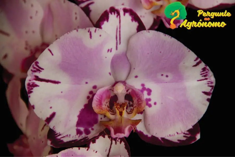 tipos de orquídeas Phalaenopsis Phalaenopsis Diamond Sky