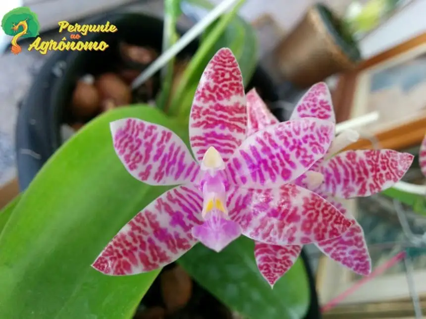 tipos de orquídeas Phalaenopsis lueddemanniana