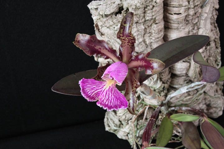 tipos de orquídeas cattleya schilleriana