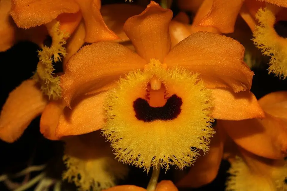 tipos de orquídeas dendrobium fimbriatum