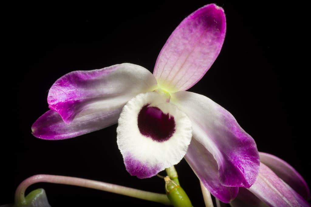 tipos de orquídeas Dendrobium nobile