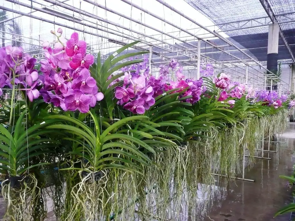 orquídea Vanda tailandia