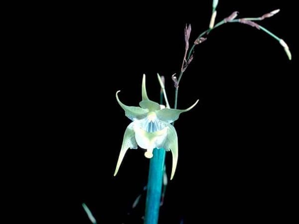 orquídeas raras Aeranthes albidiflora