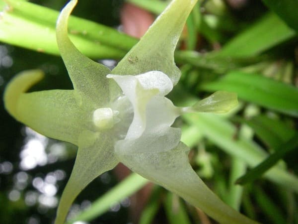 flor orquídea rara Aeranthes albidiflora