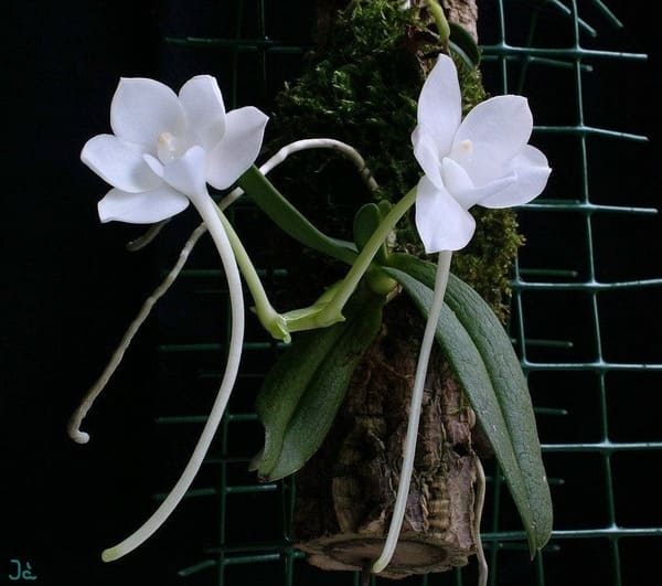 orquídeas raras e exóticas Amesiella monticola