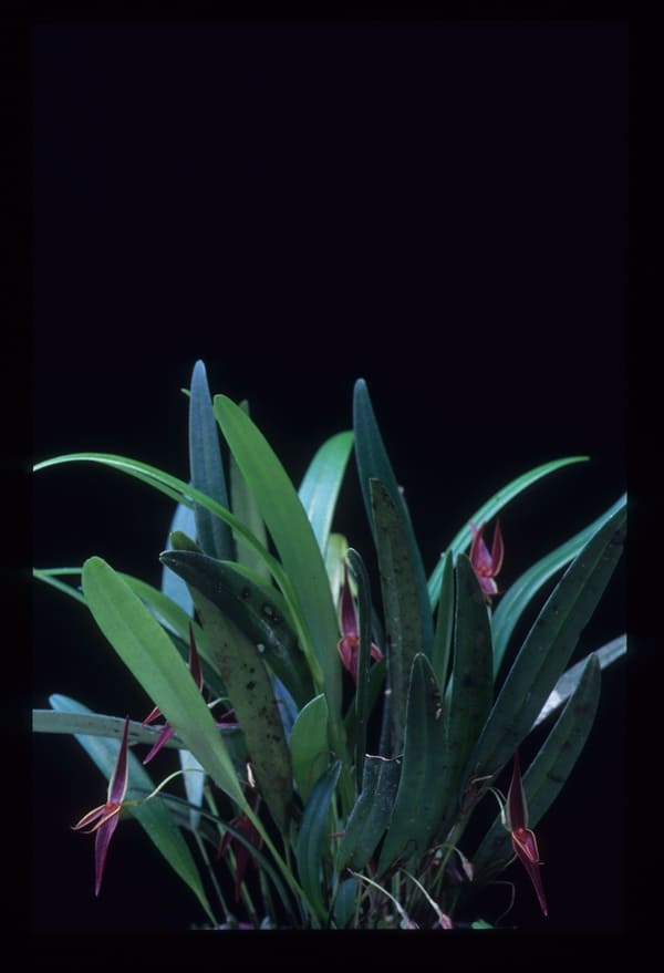 orquídeas raras Anathallis kleinii