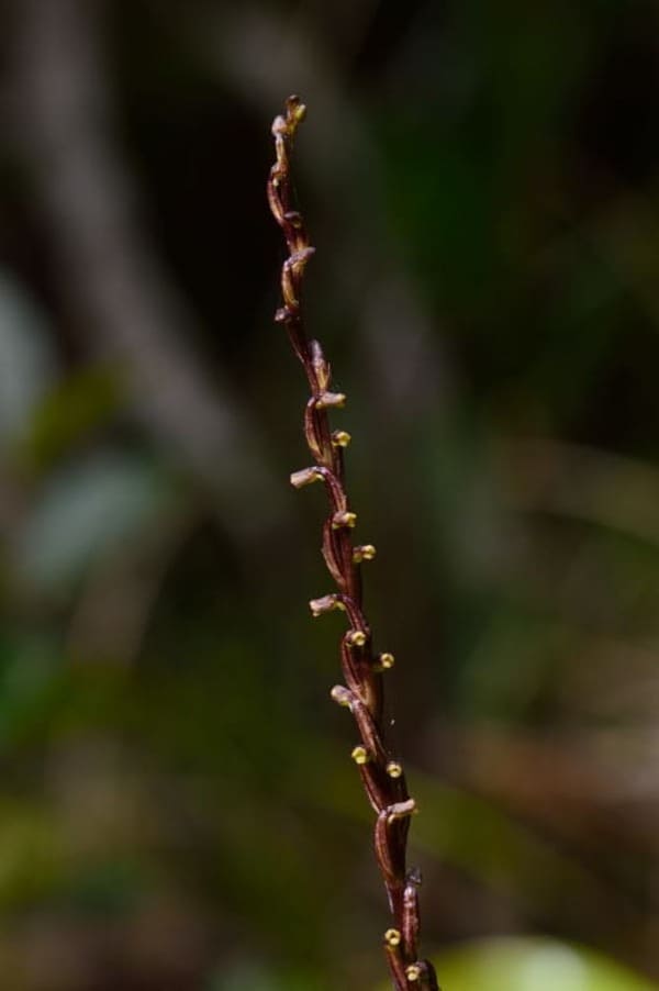 orquídea rara Benthamia dauphinensis