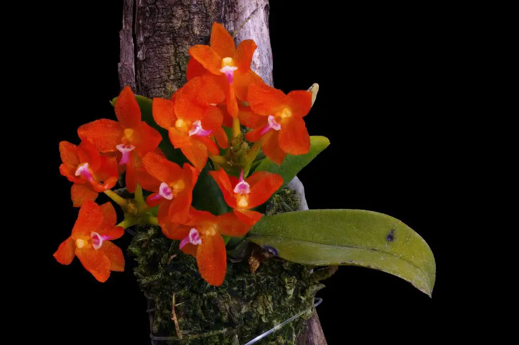 orquídea rara Ceratocentron fesselii