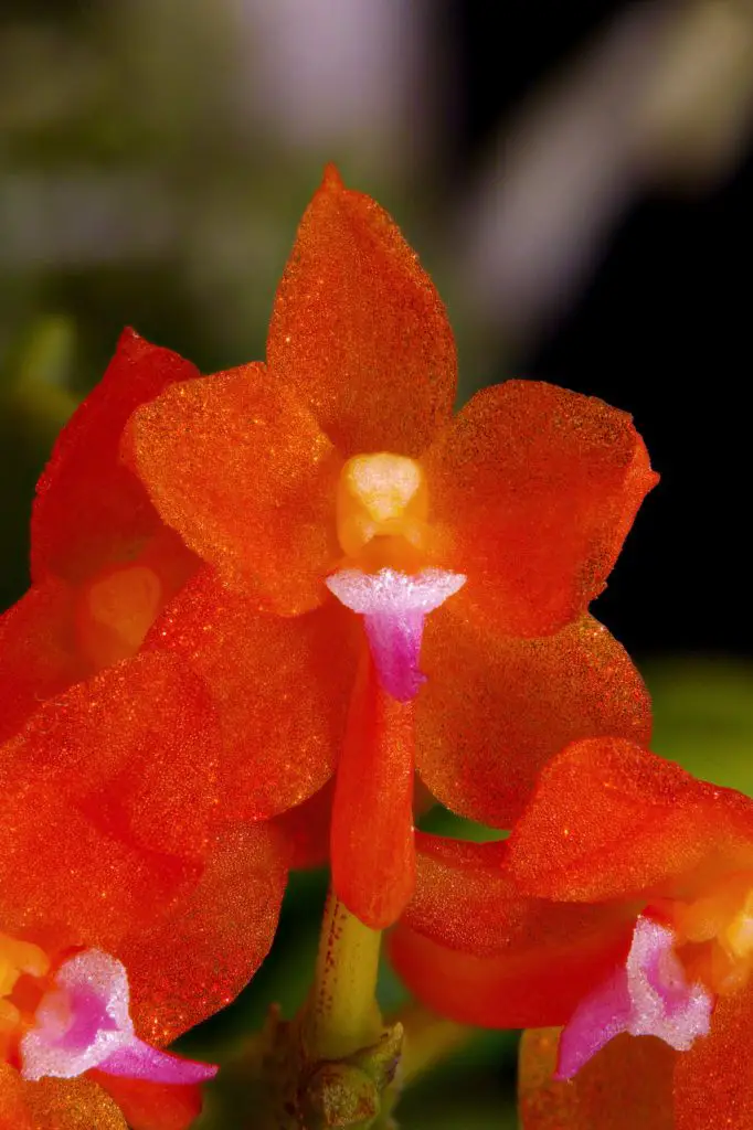 orquídea raras Ceratocentron fesselii