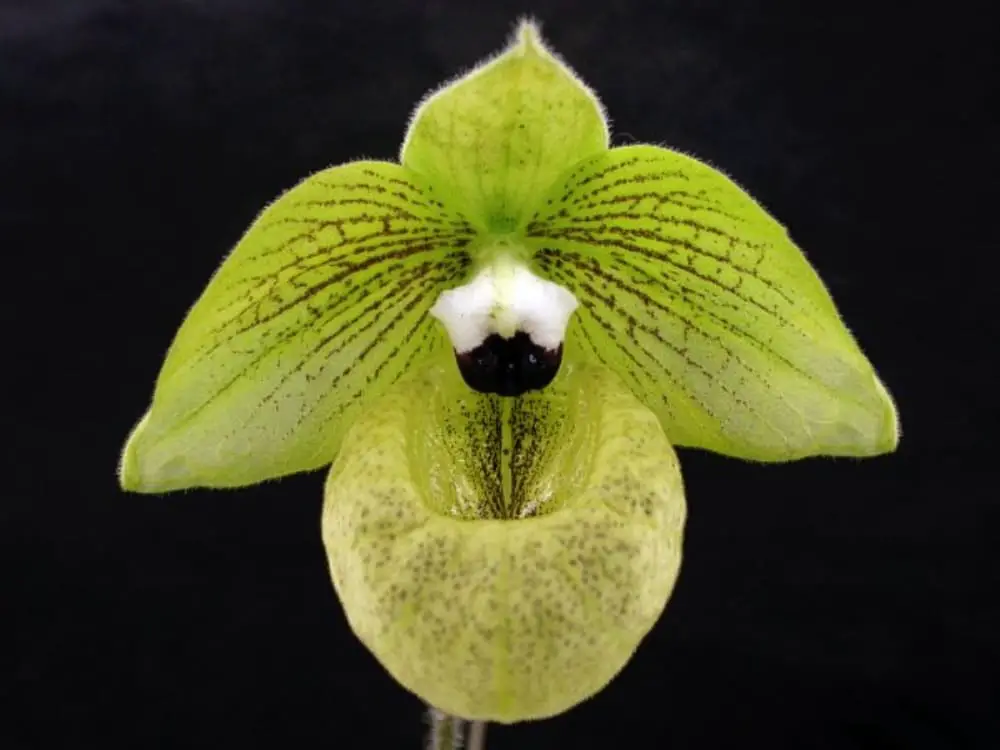 orquídea rara Cypripedium malipoense