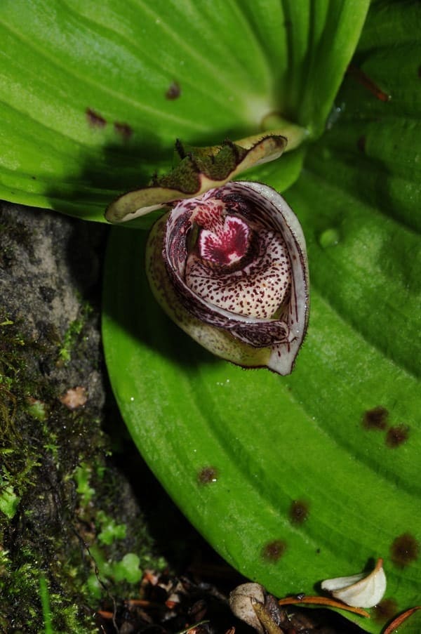 orquídeas raras Cypripedium wumengense