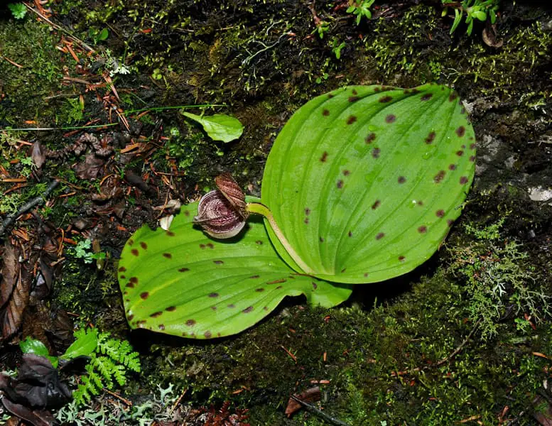orquídea rara Cypripedium wumengense