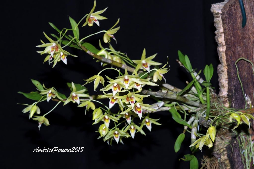 Dendrobium officinale