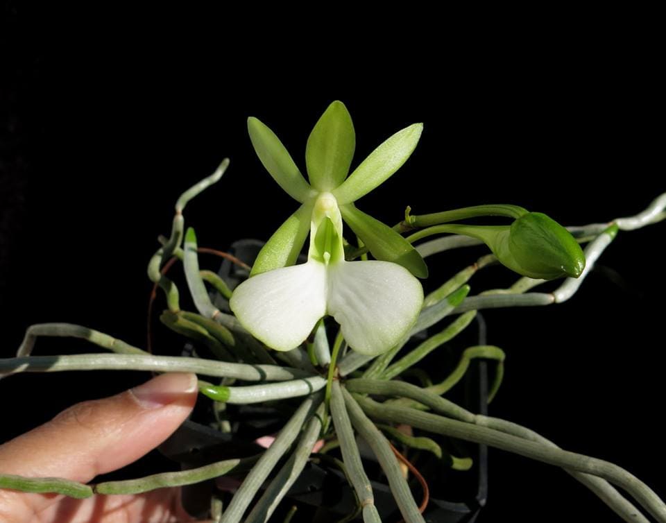orquídea rara Dendrophylax fawcettii