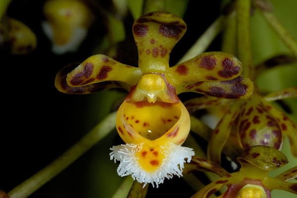 orquídeas raras Gastrochilus calceolaris