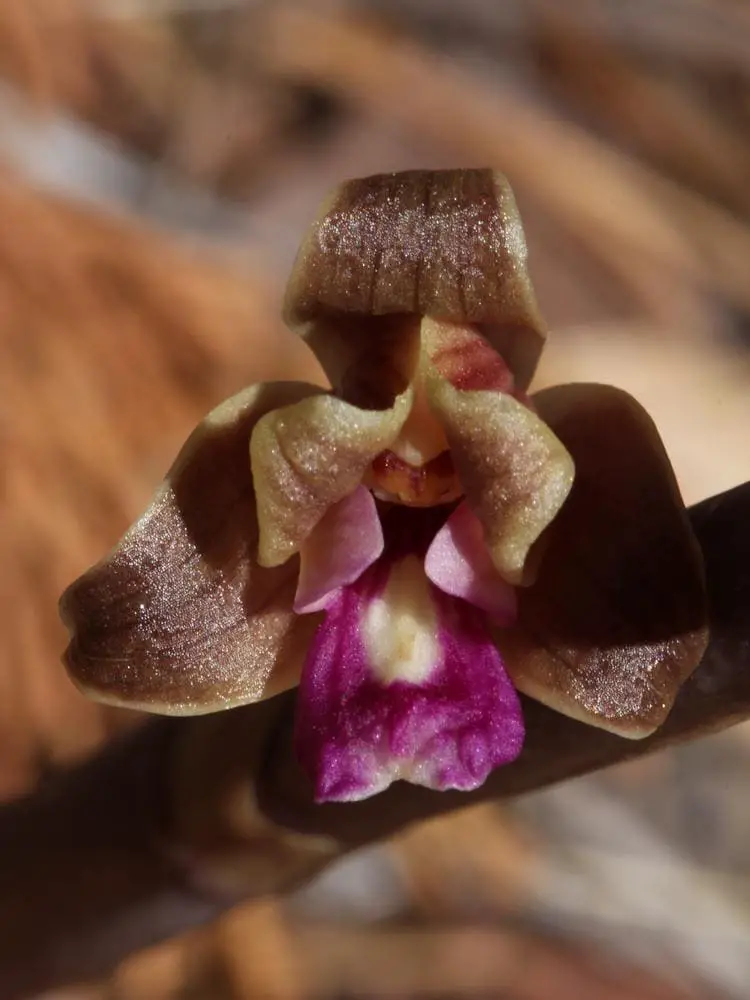 orquídea rara Hexalectris revoluta