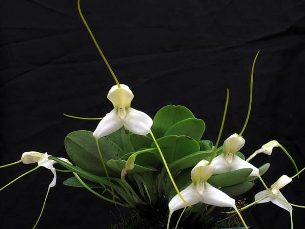 orquídea rara Masdevallia apparitio