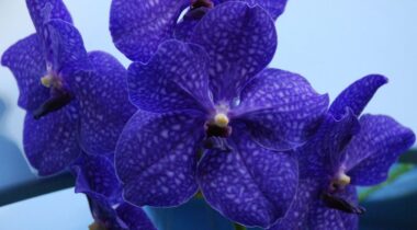 orquídea vanda pachara delight