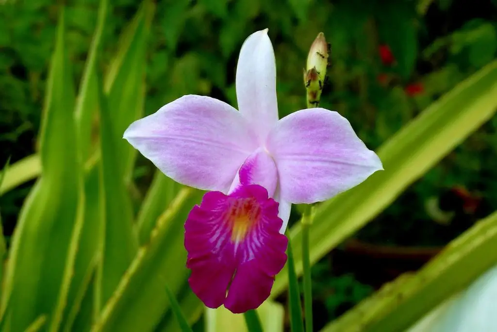 orquídea bambu tipo