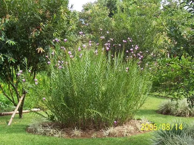 orquidea bambu paisagismo 1