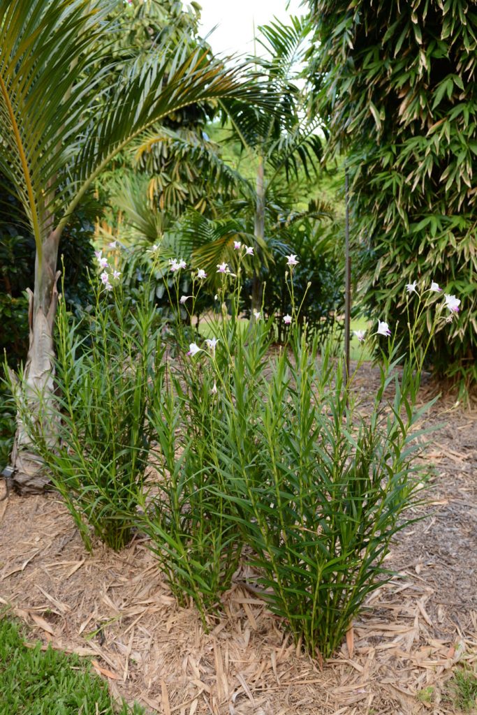 arundina graminifolia jardim