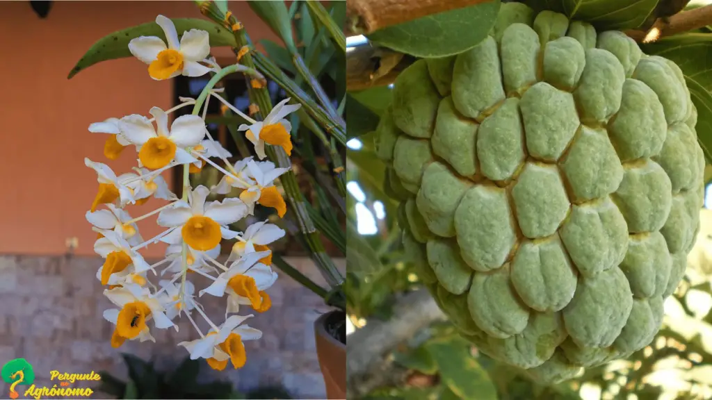 Comparação entre Dendrobium thyrsiflorum e Pinha