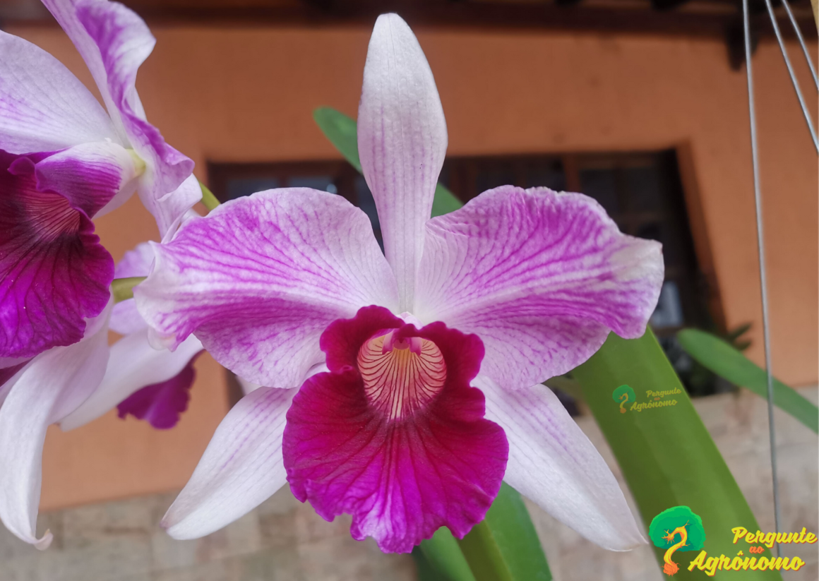 Como Cultivar Cattleya Purpurata (Ex Laelia Purpurata)