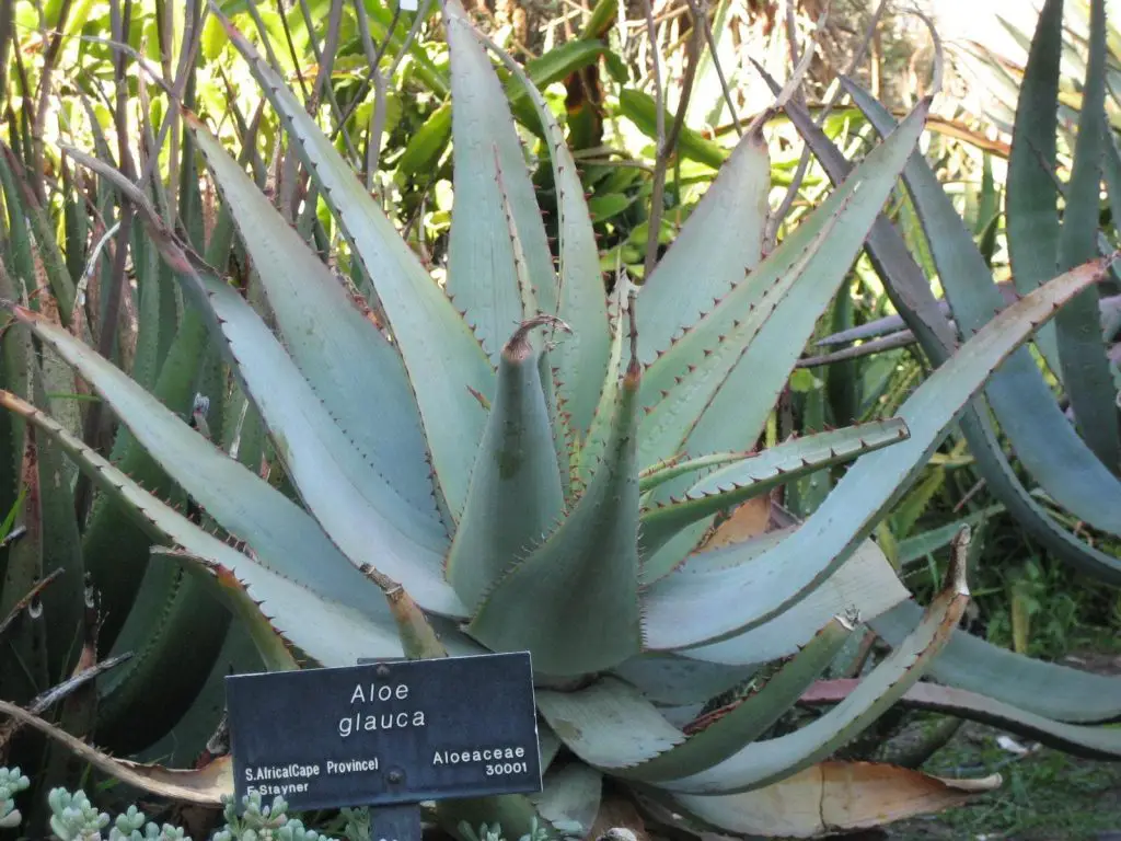 Aloe glauca 